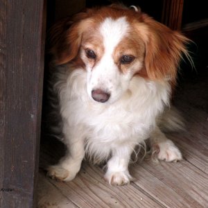 Hund beim Kassahaeuschen bei der Villa Rotonda