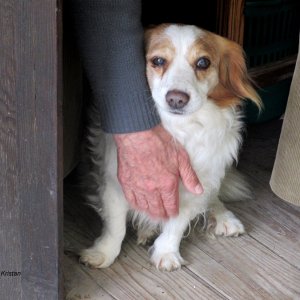 Hund beim Kassahaeuschen bei der Villa Rotonda