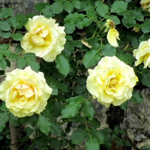 Rosen im Gartenareal der Villa La Rotonda