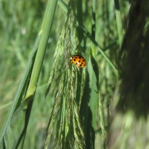 Marienkäfer Botanischer Garten Graz