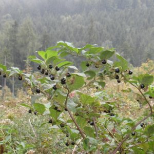 Tollkirschenwanderung