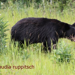 Schwarzbär am Alaska Highway, Kanada