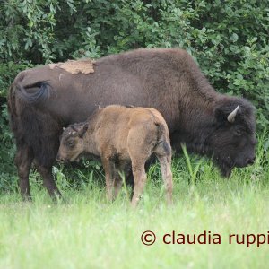 Bisons am Alaska Highway, Kanada