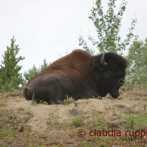 Bison am Alaska Highway, Kanada