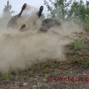 Bison am Alaska Highway, Kanada