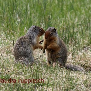 Erdhörnchen, Banff Nationalpark, Kanada