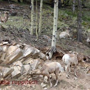 Dickhornschafe, Banff Nationalpark, Kanada