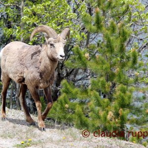 Dickhornschaf, Banff Nationalpark, Kanada