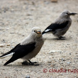 Clark's nutcracker, Banff Nationalpark, Kanada