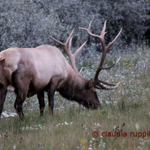 Wapiti-Hirsch, Jasper Nationalpark, Kanada