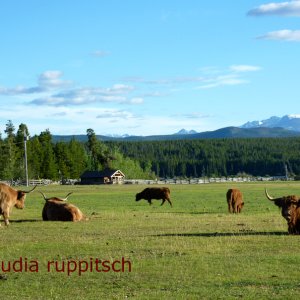 Schottische Hochlandrinder, Chilcotin Plateau, BC, Kanada