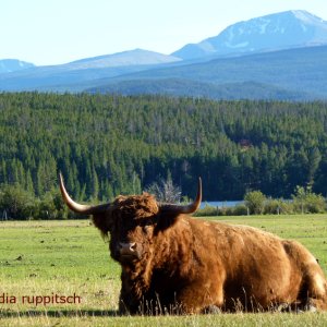 Schottisches Hochlandrind, Chilcotin Plateau, British Columbia, Kanada