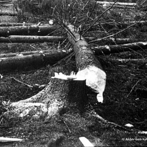 Holz fällen 1930