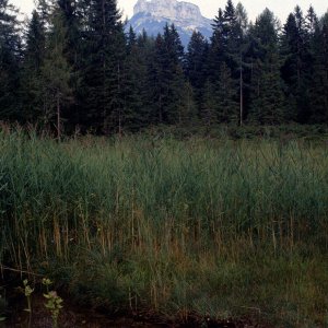 Beim Bergwandern in den Alpen