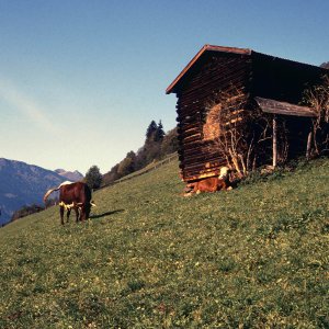 Beim Bergwandern in den Alpen