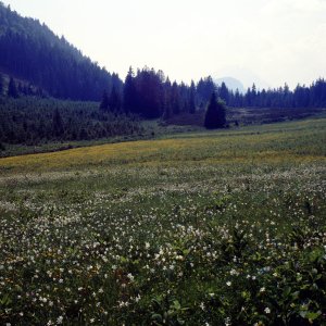 Beim Bergwandern in den Alpen