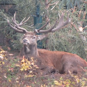 Krippendorf Strobl am Wolfgangsee