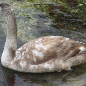 Schwan im Wolfgangsee