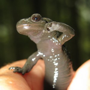 Alpensalamander