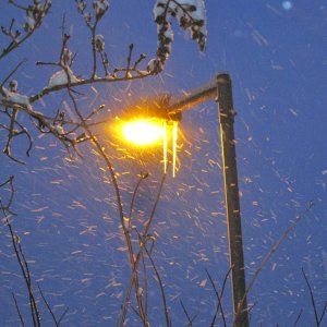 Garten-Winter