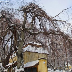 Nikolaifriedhof Goerlitz