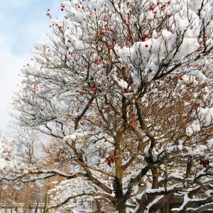 Baum mit rooten Beeren.