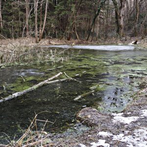 Teich Wasserpflanzen Äste