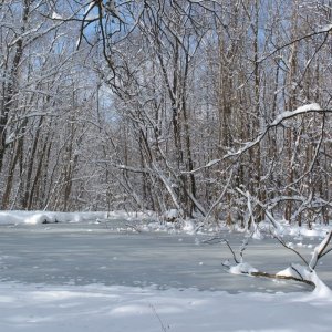 Schnee und Eis am Teich