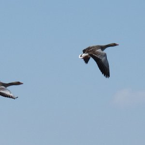 Flug der Graugänse