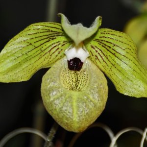 Orchideenausstellung im Bergbaumuseum Klagenfurt