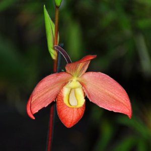 Orchideenausstellung im Bergbaumuseum Klagenfurt