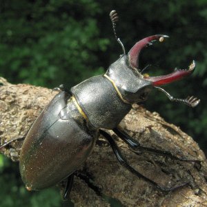 Hirschkäfer Lucanus cervus