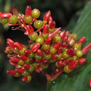 Tropische Flora im Palmenhaus