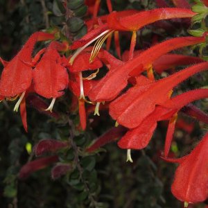 Tropische Flora im Palmenhaus