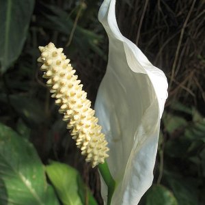 Tropische Flora im Palmenhaus