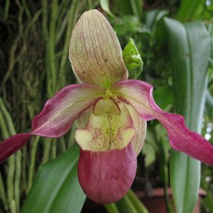 Tropische Flora im Palmenhaus