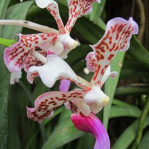 Tropische Flora im Palmenhaus