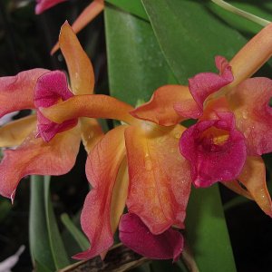 Tropische Flora im Palmenhaus