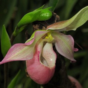 Tropische Flora im Palmenhaus