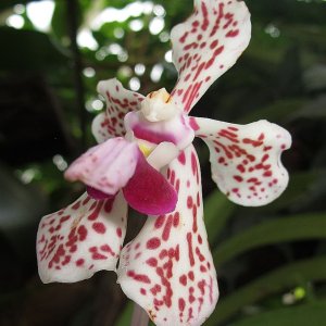 Tropische Flora im Palmenhaus