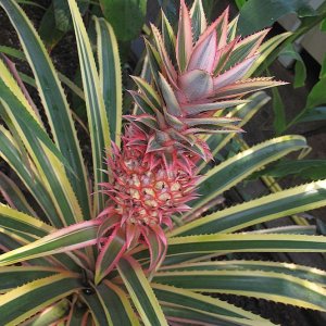 Tropische Flora im Palmenhaus