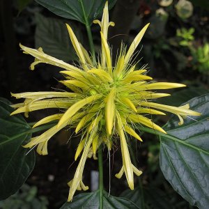 Tropische Flora im Palmenhaus