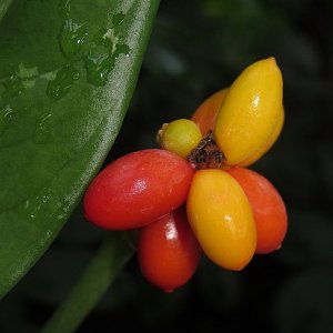 Tropische Flora im Palmenhaus