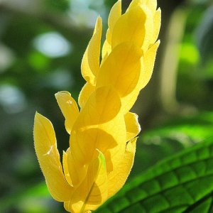 Tropische Flora im Palmenhaus