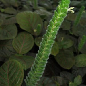 Tropische Flora im Palmenhaus