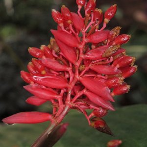 Tropische Flora im Palmenhaus