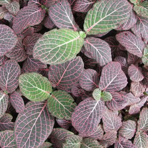 Tropische Flora im Palmenhaus