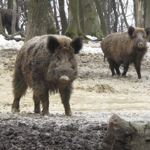 Wildschweine