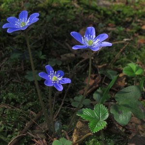 Idylle im Wald