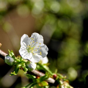 Kirschblüte